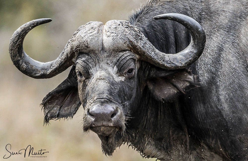 Cape buffalo