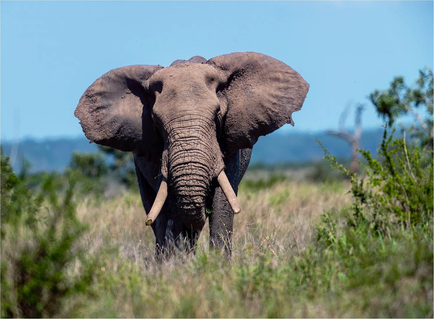 Elephant facing the camera