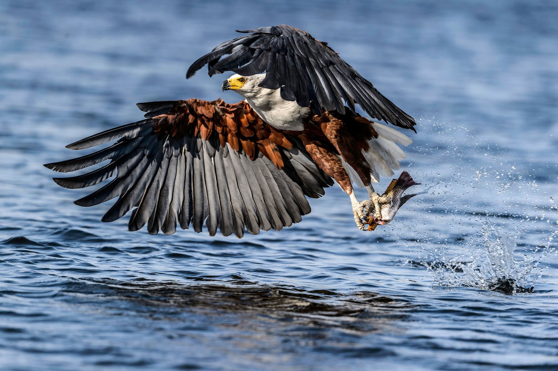 African Fish Eagle snatching a fish from the water