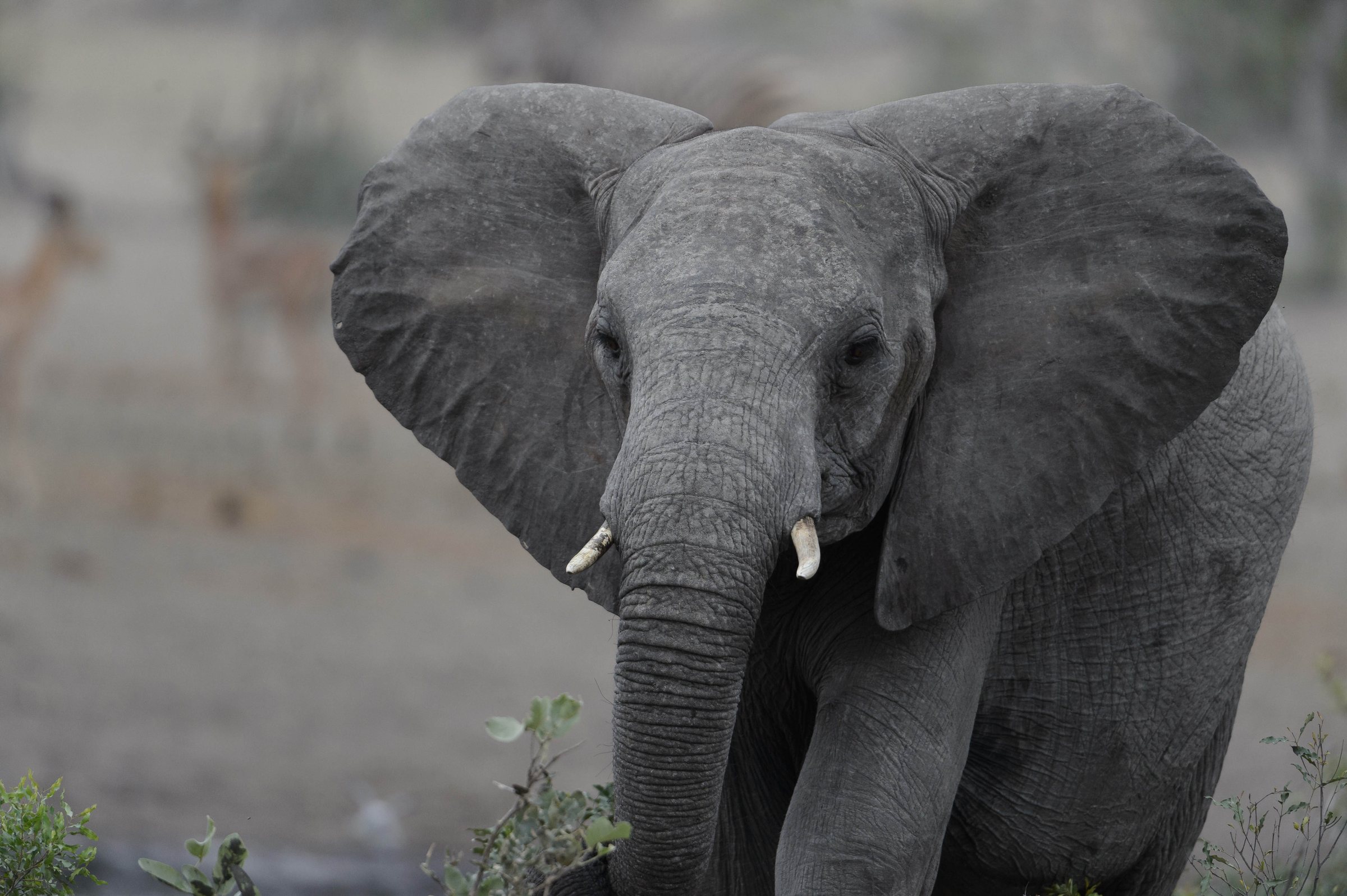 Elephant with ears spread