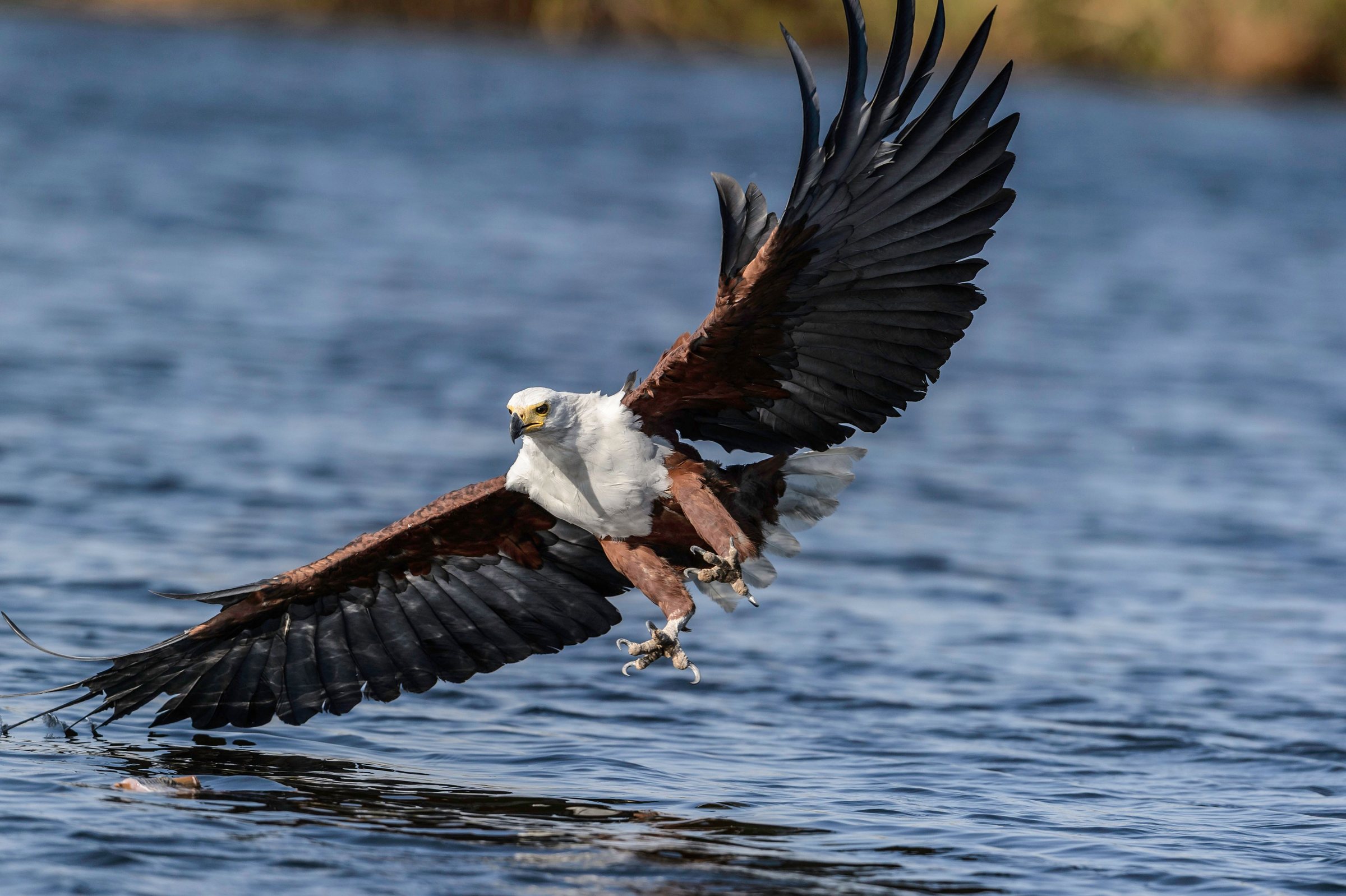 African Fish Eagle with wings spread over the water