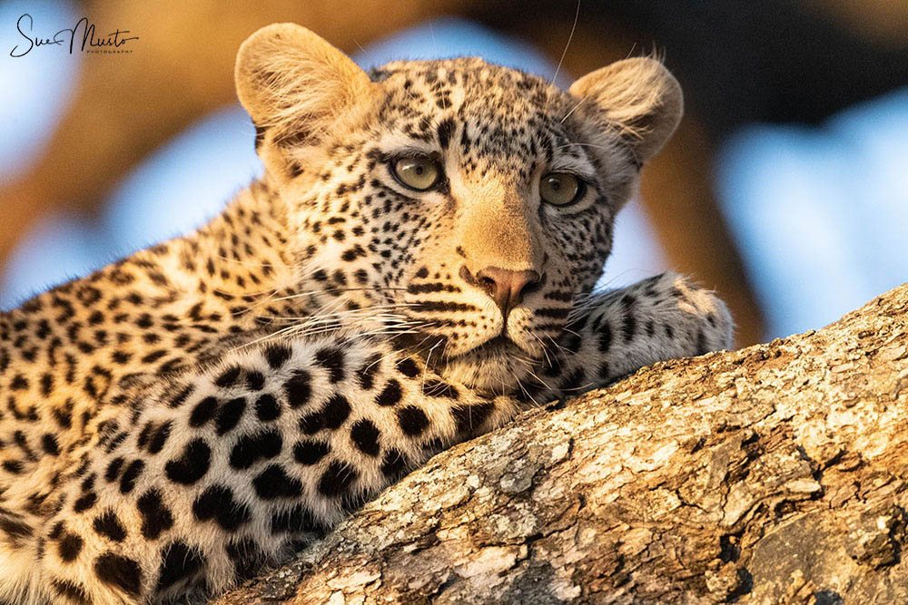 Leopard resting on a log