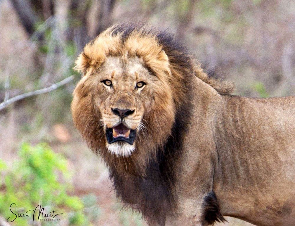 Male lion snarling at the camera