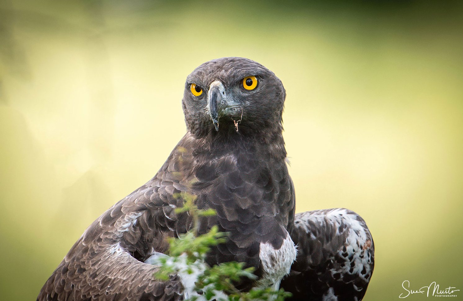 Martial Eagle with piercing yellow eyes