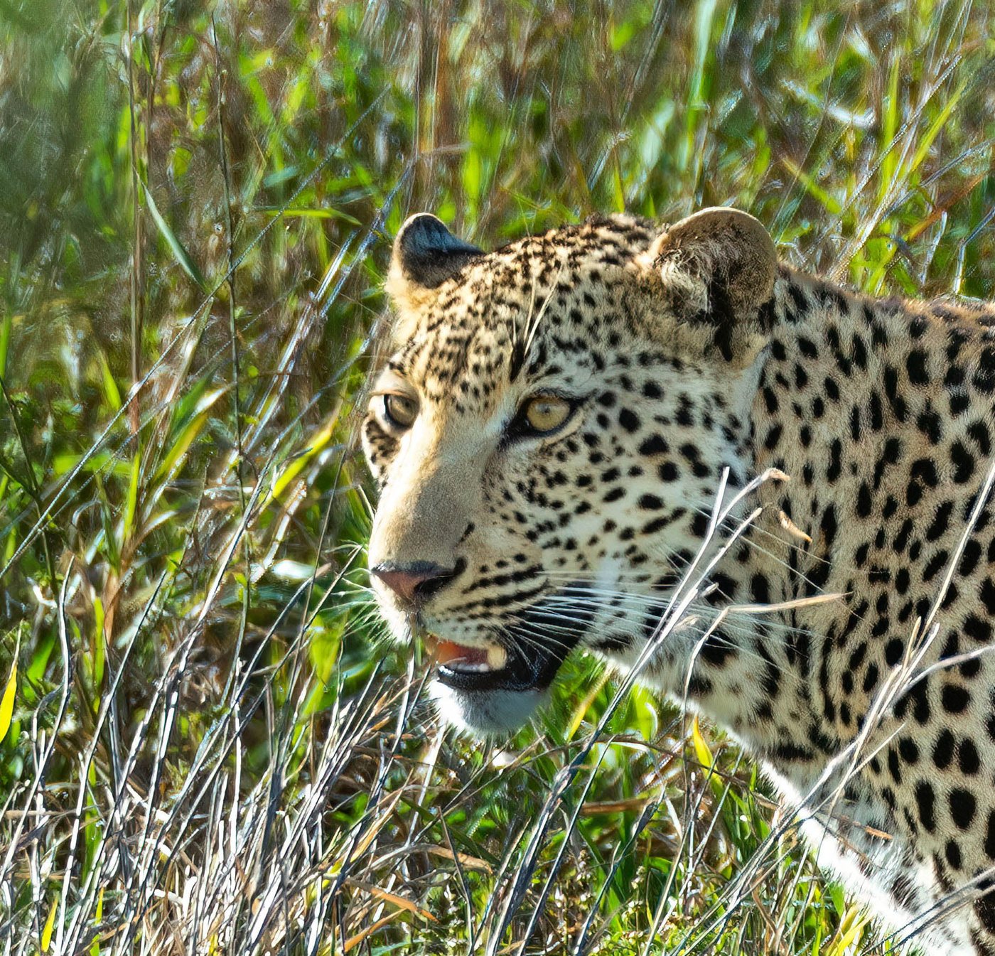 Leopard looking out of long grass