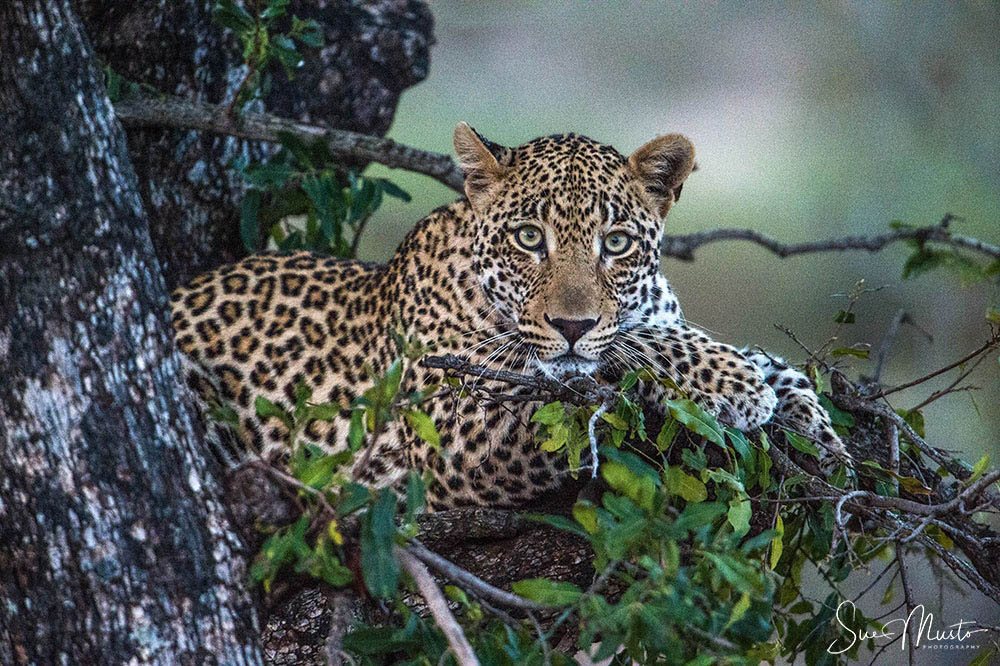 Leopard lying in a tree