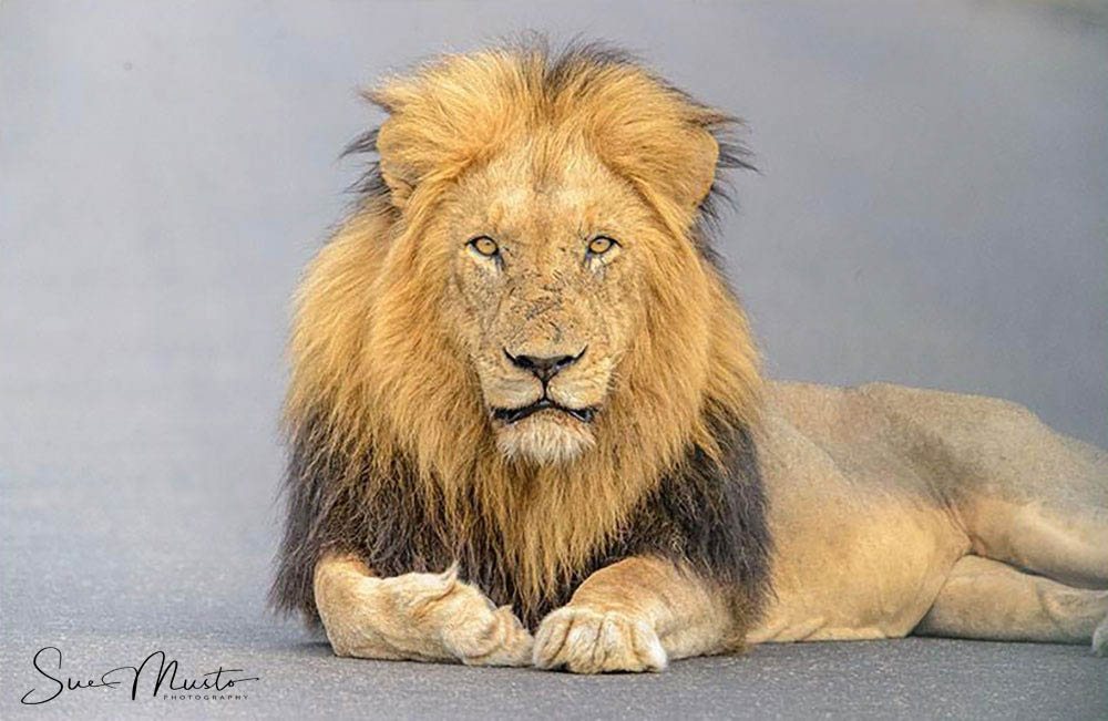 Black-maned lion lying on the road