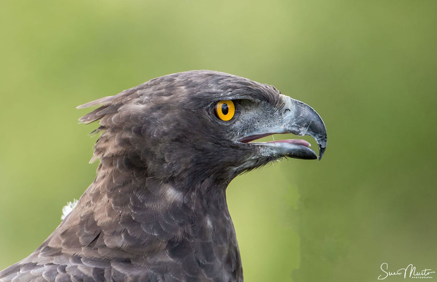 Martial Eagle in profile