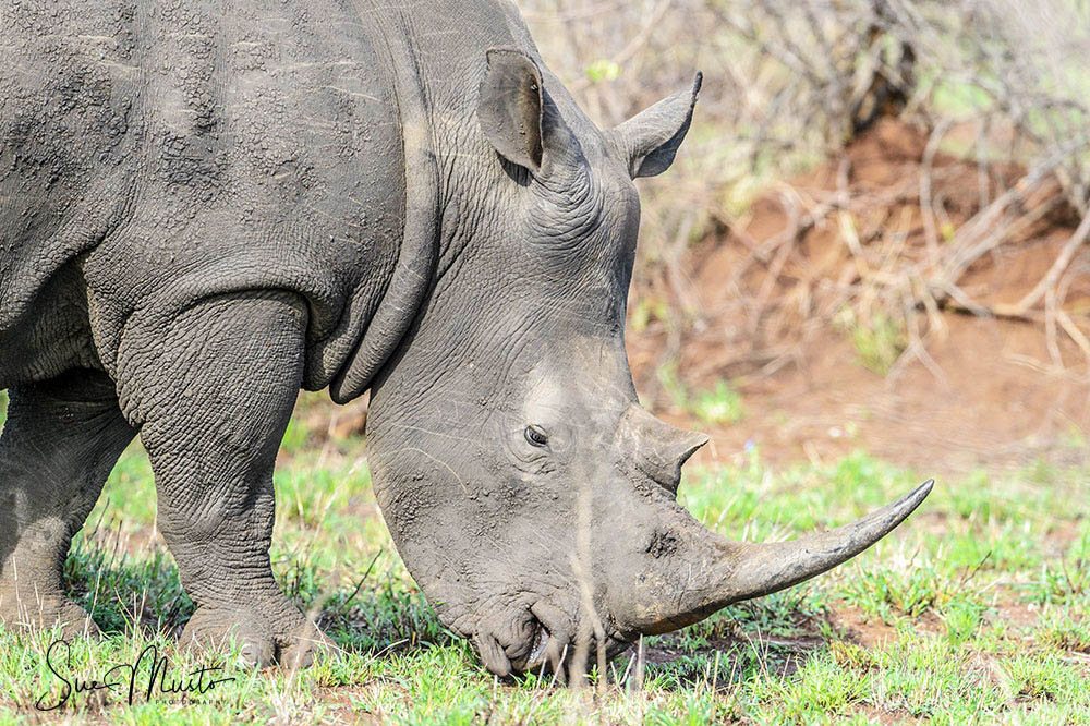 White rhino grazing